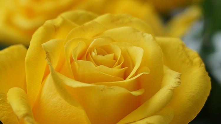 Gelbe Rose